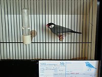 Vogelausstellung in Sondershausen Bild: Vogelausstellung in Sondershausen