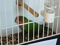 Vogelausstellung in Sondershausen Bild: Vogelausstellung in Sondershausen