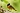Bild: Gartenrotschwanz