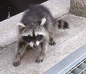 Bild: Waschb&auml;r mitten in Nordhausen - Aufnahme von 2003