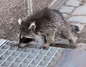 Bild: Waschb&auml;r mitten in Nordhausen - Aufnahme von 2003