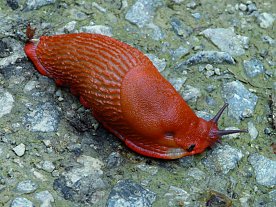 Bild: Rote Wegschnecke