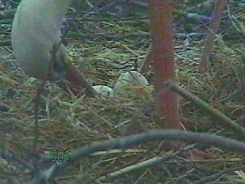 Bild: Neues aus dem Nest