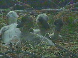 Bild: Da guckt der Nachwuchs
