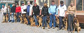 Bild: Vierbeinige Filmstars