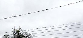 Bild: Das nnz-Leserfoto: Abschied