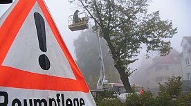 Bild: Linde ist gefallen