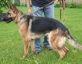 Bild: Tier sucht Mensch (6)