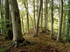 Bild: Wanderung durch das Harzfelder Holz