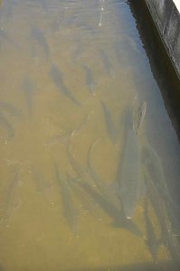 Fischfest in Auleben