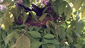Das nnz-Nest