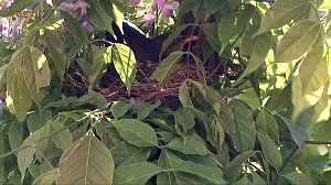 Das nnz-Nest