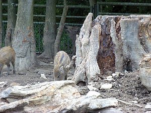 Auf dem Possen bei Sondershausen