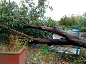Umgestürzter Baum