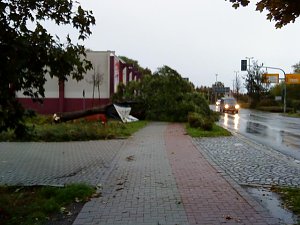 Umgestürzter Baum