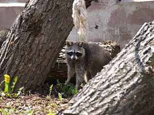 zoo