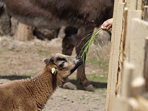 zoo