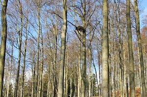 Kunsthorst f&uuml;r Storch