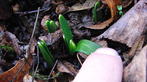 Zu-Fr&uuml;h-Bl&uuml;her
