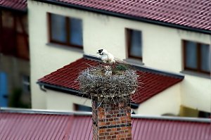 Storch verursachte Stromausfall
