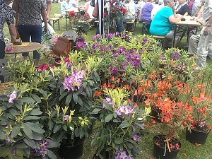 Rhododendronfest in S&uuml;lzhayn