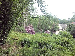 Rhododendronfest in S&uuml;lzhayn