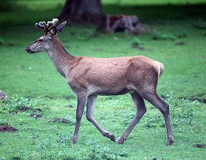 Abends im Stadtpark