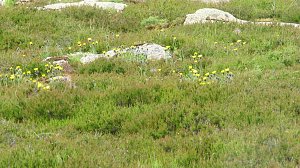 Besuch im Brockengarten: Hieracium nigrescens ssp. bructerum