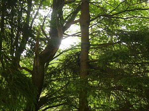 Immer an der Selke entlang
