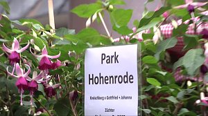 Fuchsien in der Traditionsbrennerei