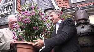 Fuchsien in der Traditionsbrennerei