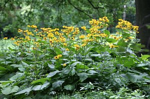 Sonntags im Park