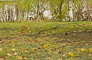 Herbst
