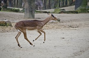 Zoo Hannover