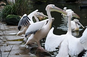 Zoo Hannover
