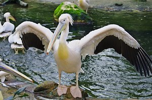 Zoo Hannover