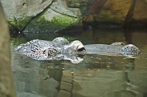Zoo Hannover