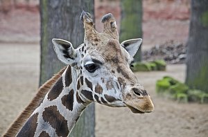 Zoo Hannover