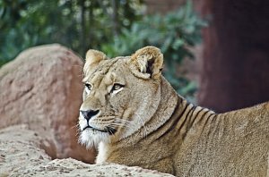 Zoo Hannover