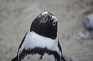 Zoo Hannover
