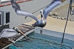 Zoo Hannover