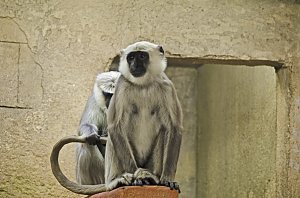 Zoo Hannover