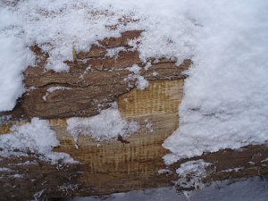 Die Riegelung ist auf der Querschnittsfläche nicht zu sehen, nur beim Anschalmen der Stammoberfläche im Holz unter der Rinde.