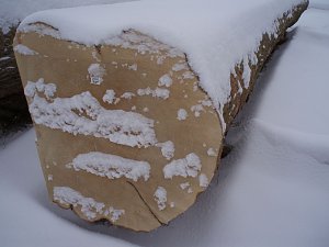 Brachte den höchsten Erlös aus dem Südharz, ein Bergahorn aus dem Giebichenhagen, ein Bergrücken zwischen Rüdigsdorf und Buchholz.
