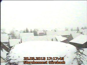 Zu kalt im Storchennest