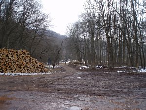 Holzernte am Nonnenteich