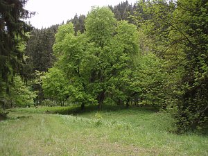 Lager- und Plateaufl&auml;che am Ende der Auffahrt oberhalb der M&uuml;hle