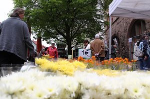 Zwischen Blumen und Fisch