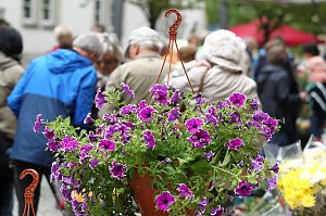 Zwischen Blumen und Fisch