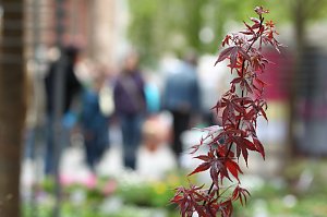 Zwischen Blumen und Fisch